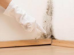 Best Water Damage & Mold Remediation in USA